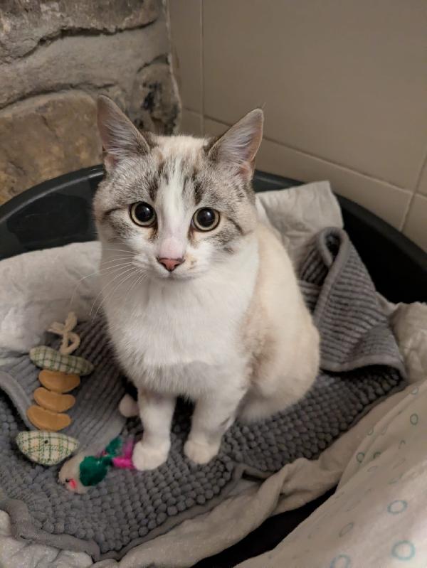 Spritz e Bailey  Foto 6